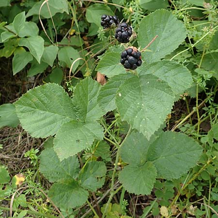 Rubus leuciscanus \ Plötzensee-Brombeere / Plötzensee Bramble, D Meinhard-Motzenrode 28.7.2019