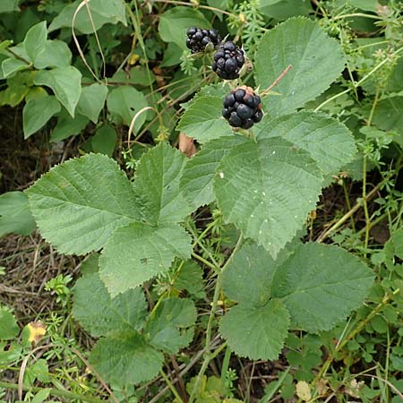 Rubus leuciscanus \ Pltzensee-Brombeere, D Meinhard-Motzenrode 28.7.2019