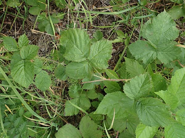 Rubus leuciscanus \ Pltzensee-Brombeere, D Meinhard-Motzenrode 28.7.2019