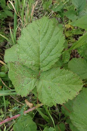 Rubus leuciscanus \ Pltzensee-Brombeere / Pltzensee Bramble, D Meinhard-Motzenrode 28.7.2019