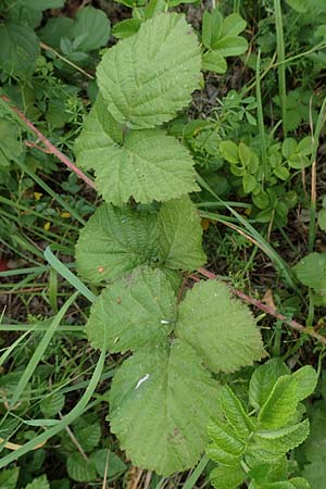 Rubus leuciscanus \ Pltzensee-Brombeere / Pltzensee Bramble, D Meinhard-Motzenrode 28.7.2019