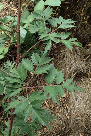 Rubus laciniatus \ Schlitzblättrige Brombeere / Cutleaf Blackberry, Evergreen Blackberry, D Felsberg 29.7.2019