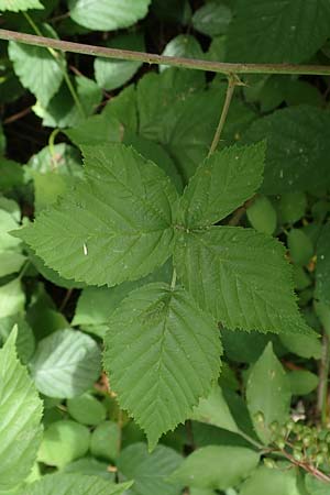 Rubus lictorum \ Liktoren-Haselblatt-Brombeere, D Sternenfels 24.7.2020