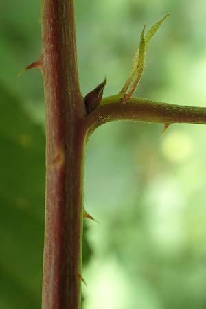 Rubus lictorum \ Liktoren-Haselblatt-Brombeere, D Sternenfels 24.7.2020
