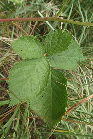 Rubus remotifolius \ Entferntblttrige Haselblatt-Brombeere / Remote-Leaved Bramble, D Sachsenheim-Häfnerhaslach 24.7.2020