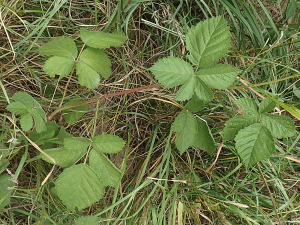 Rubus remotifolius \ Entferntblättrige Haselblatt-Brombeere, D Sachsenheim-Häfnerhaslach 24.7.2020