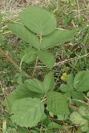 Rubus remotifolius \ Entferntblättrige Haselblatt-Brombeere, D Sachsenheim-Häfnerhaslach 24.7.2020