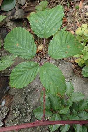 Rubus lindleyanus \ Lindleys Brombeere / Lindley's Bramble, D Herne 28.7.2020