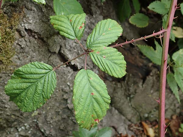 Rubus lindleyanus \ Lindleys Brombeere, D Herne 28.7.2020