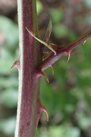 Rubus lindleyanus \ Lindleys Brombeere, D Herne 28.7.2020