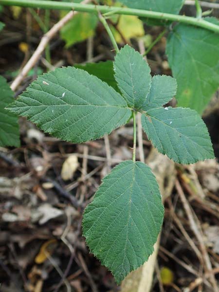 Rubus loosii \ Hellweg-Haselblatt-Brombeere, D Bergkamen 28.7.2020