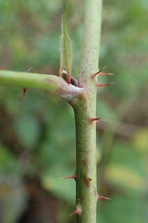 Rubus loosii \ Hellweg-Haselblatt-Brombeere, D Bergkamen 28.7.2020