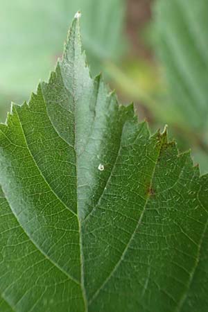 Rubus loosii \ Hellweg-Haselblatt-Brombeere, D Bergkamen 28.7.2020