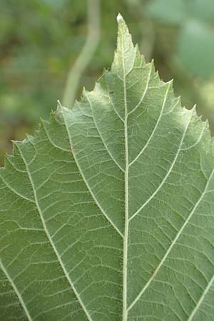 Rubus loosii \ Hellweg-Haselblatt-Brombeere, D Bergkamen 28.7.2020