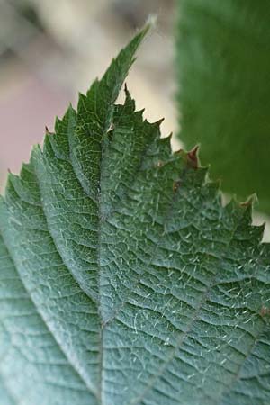 Rubus loosii \ Hellweg-Haselblatt-Brombeere / Loos' Bramble, D Bergkamen 28.7.2020