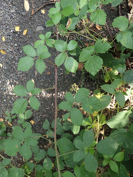 Rubus loosii \ Hellweg-Haselblatt-Brombeere, D Bergkamen 28.7.2020