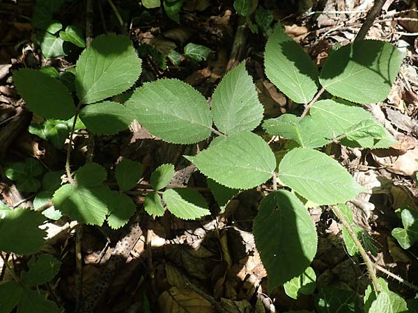 Rubus lividus \ Bleigraue Brombeere / Grey Bramble, D Ehrenberg-Seiferts 30.7.2020