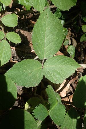 Rubus lividus \ Bleigraue Brombeere, D Ehrenberg-Seiferts 30.7.2020