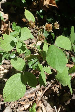 Rubus lividus \ Bleigraue Brombeere, D Ehrenberg-Seiferts 30.7.2020