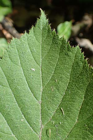 Rubus lividus \ Bleigraue Brombeere / Grey Bramble, D Ehrenberg-Seiferts 30.7.2020