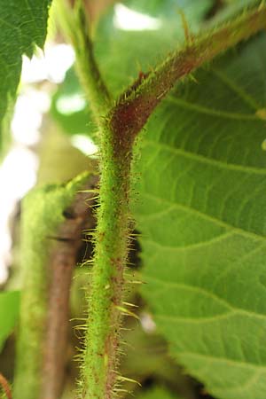 Rubus lividus \ Bleigraue Brombeere, D Ehrenberg-Seiferts 30.7.2020