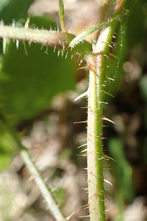 Rubus lividus \ Bleigraue Brombeere, D Ehrenberg-Seiferts 30.7.2020