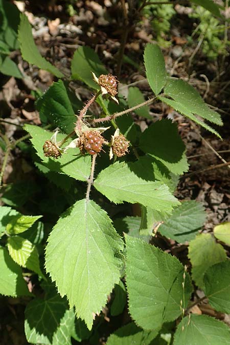 Rubus lividus \ Bleigraue Brombeere, D Ehrenberg-Seiferts 30.7.2020