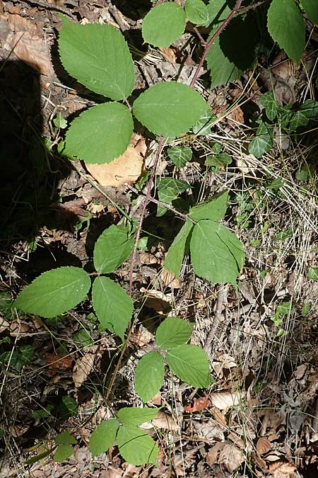 Rubus lividus \ Bleigraue Brombeere / Grey Bramble, D Ehrenberg-Seiferts 30.7.2020