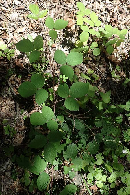 Rubus lividus \ Bleigraue Brombeere / Grey Bramble, D Ehrenberg-Seiferts 30.7.2020