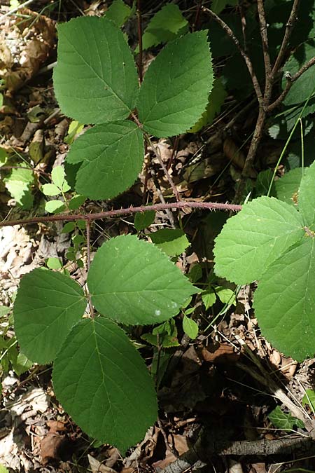 Rubus lividus \ Bleigraue Brombeere / Grey Bramble, D Ehrenberg-Seiferts 30.7.2020