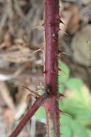 Rubus leiningeri \ Leininger Brombeere / Leiningen Bramble, D Donnersberg 19.8.2020