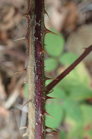 Rubus leiningeri \ Leininger Brombeere, D Donnersberg 19.8.2020