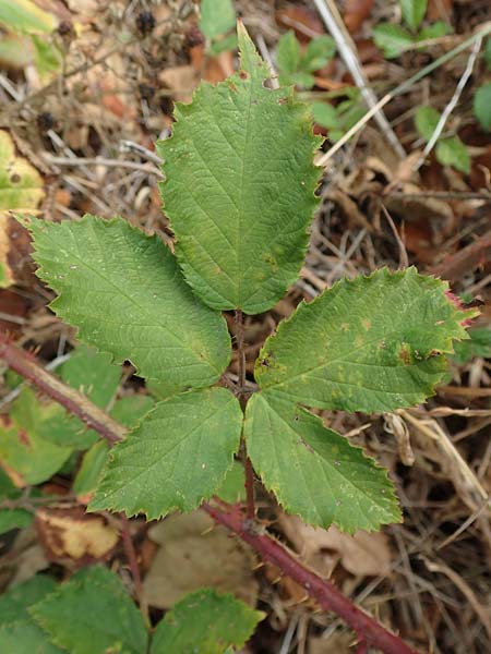 Rubus leiningeri \ Leininger Brombeere / Leiningen Bramble, D Donnersberg 19.8.2020