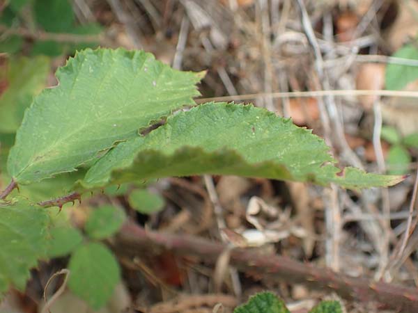 Rubus leiningeri \ Leininger Brombeere, D Donnersberg 19.8.2020