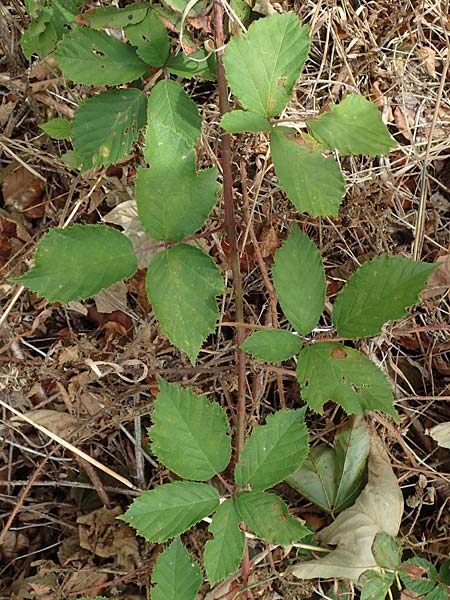 Rubus leiningeri \ Leininger Brombeere, D Donnersberg 19.8.2020