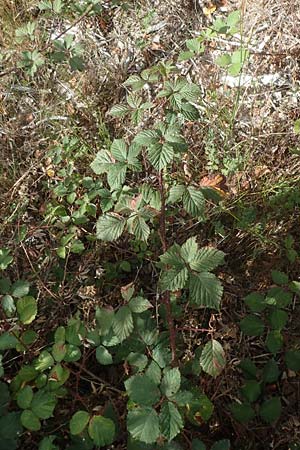 Rubus leiningeri \ Leininger Brombeere, D Mehlinger Heide 24.8.2020