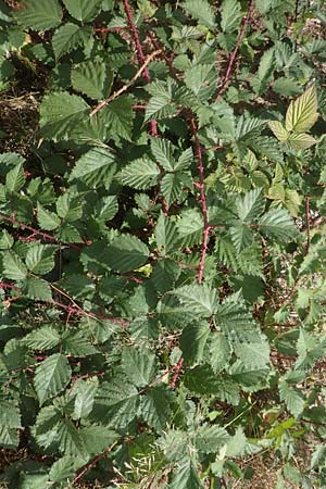 Rubus leiningeri \ Leininger Brombeere, D Mehlinger Heide 24.8.2020