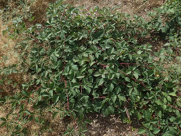 Rubus leiningeri \ Leininger Brombeere / Leiningen Bramble, D Mehlinger Heide 24.8.2020