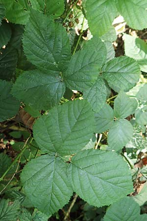 Rubus limitis \ Limes-Haselblatt-Brombeere / Limes Bramble, D Odenwald, Fürth 27.8.2020