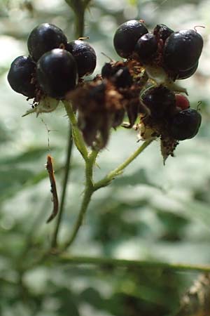 Rubus limitis \ Limes-Haselblatt-Brombeere / Limes Bramble, D Odenwald, Fürth 27.8.2020