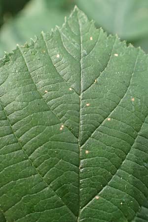 Rubus limitis \ Limes-Haselblatt-Brombeere, D Odenwald, Fürth 27.8.2020