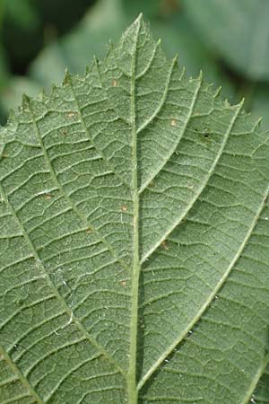 Rubus limitis \ Limes-Haselblatt-Brombeere / Limes Bramble, D Odenwald, Fürth 27.8.2020