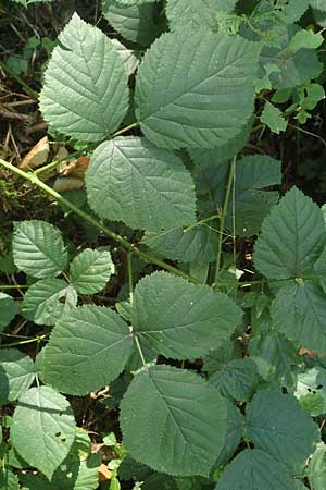 Rubus limitis \ Limes-Haselblatt-Brombeere, D Odenwald, Fürth 27.8.2020