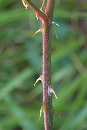 Rubus laciniatus \ Schlitzblttrige Brombeere, D Mörfelden-Walldorf 14.8.2021