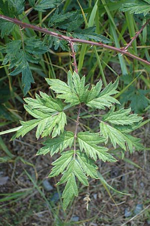 Rubus laciniatus \ Schlitzblttrige Brombeere, D Mörfelden-Walldorf 14.8.2021