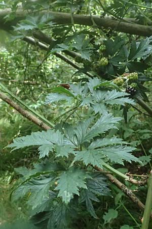 Rubus laciniatus \ Schlitzblttrige Brombeere / Cutleaf Blackberry, Evergreen Blackberry, D Mudau 15.8.2023