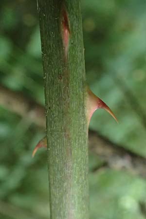 Rubus laciniatus \ Schlitzblttrige Brombeere, D Mudau 15.8.2023