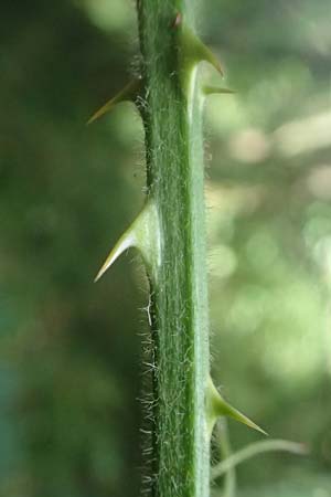 Rubus laciniatus \ Schlitzblttrige Brombeere, D Mudau 15.8.2023