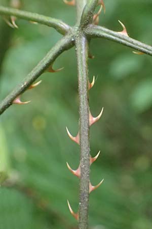 Rubus laciniatus \ Schlitzblttrige Brombeere / Cutleaf Blackberry, Evergreen Blackberry, D Mudau 15.8.2023