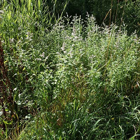 Mentha longifolia / Horse Mint, D Beuron 26.7.2015